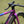 Load image into Gallery viewer, Altera G21 DB Gravel Bike Frameset Panda Podium Purple
