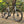 Laden Sie das Bild in den Galerie-Viewer, Altera G21 DB Gravel Bike Frameset Champagne

